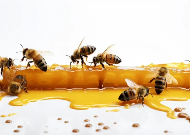 Matki pszczele zarodowe