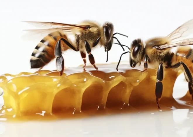 Miód nektarowo spadziowy jego właściwości zdrowotne