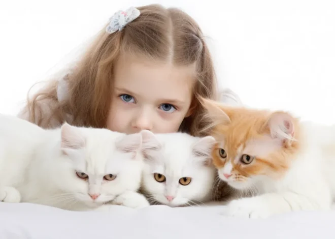 Jak wygląda oraz jak działa krematorium dla kotów?