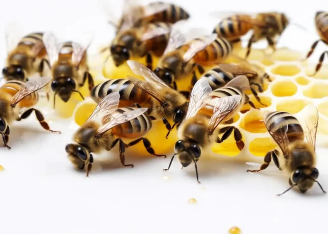 Kiedy jeść miód akacjowy