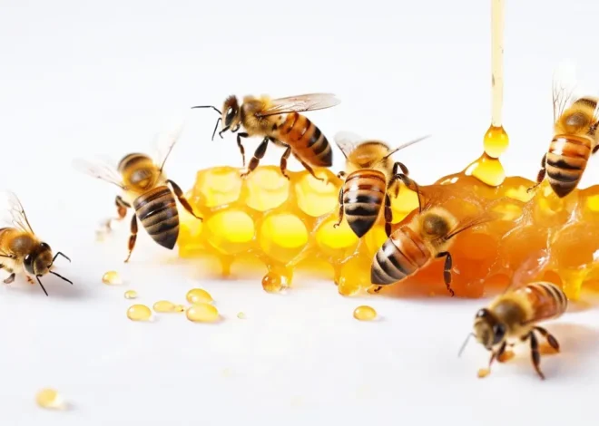 Kiedy wybierać miód rzepakowy?