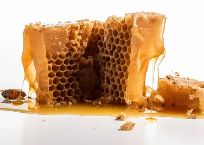 Miód rzepakowy kiedy się zbiera?