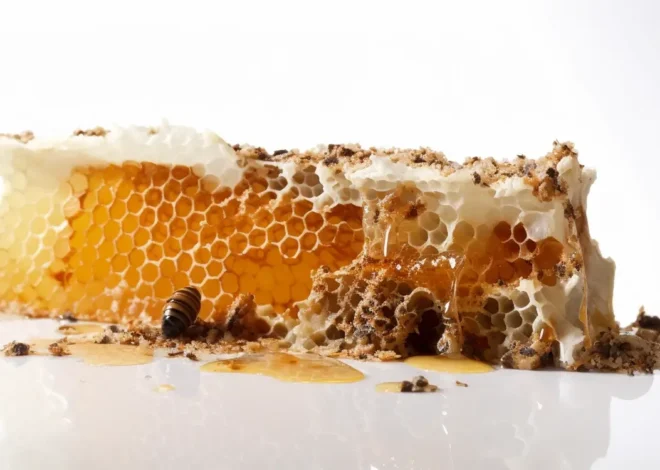 Miód rzepakowy – skarbnica zdrowia i smaku